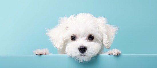 Poster - White Bichon Maltese alone against isolated pastel background Copy space looking stunning