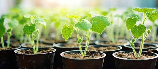 Poster - selective focus and shallow depth of field capture the sprouting of young cucumber seedlings in plas