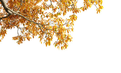 Autumn leaves isolated on white background