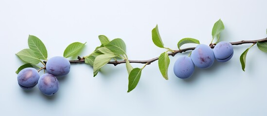 Poster - Packaging design with isolated blue plums on a isolated pastel background Copy space including a clipping path