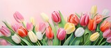 Fototapeta Tulipany - Vibrant tulips isolated pastel background Copy space