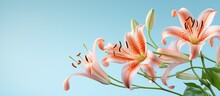 Tiger Lilys Flower On Isolated Pastel Background Copy Space