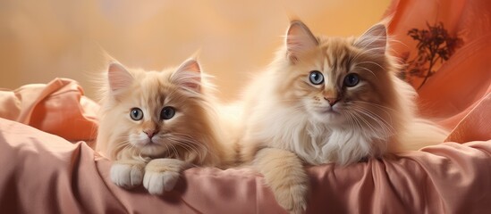 Wall Mural - Two red Siberian kittens resting together in their den set against a isolated pastel background Copy space