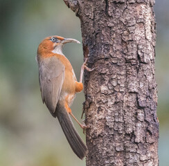 birds of sattal from Uttarakhand state, india