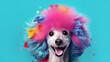 Creative happy poodle with colorful bright coat on blue background