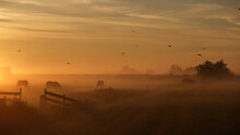 Foggy Sunrise In The Dutch Countryside With Birds In The Sky And Horses In The Mist