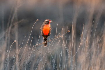 long tailed meadowlark, perched in pampas grassland environment, la pampa province, patagonia, argen