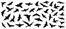 Set Of Silhouettes Of Flying Birds In A Flat Style On A White Background. Vector Illustration