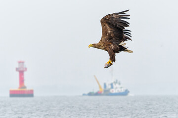 Wall Mural - White Tailed Eagle (Haliaeetus albicilla), also known as Eurasian sea eagle and white-tailed sea-eagle. The eagle is flying to catch a fish in the delta of the river Oder in Poland, Europe.