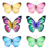 Fototapeta Motyle - Colourful Watercolour Butterfly  
