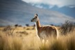 Wild guanaco in the prairie of Chilean Patagonia. Generative AI