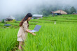 Asian female researcher uses a laptop to collect data on rice plants in the field to analyze ways to increase yield. Agricultural technology.