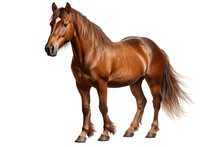 Portrait Of A Running Brown Horse Isolated On A Transparent Background PNG. Generative Ai