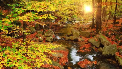 Wall Mural - Autumn forest landscape stock video 4k