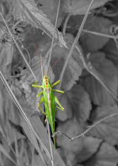 Canvas Print - Geat green bush-cricket