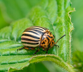 Wall Mural - Colorado potato beetle