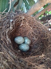 Nest of the orange sagebird (Turdus rufiventris) with blue eggs in the wildlife garden, made with grass, hay, straw, leaves and twigs.