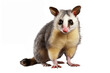 Possum Portrait Isolated on a Transparent PNG Background, Render. Generative Ai