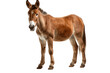 Mule Portrait Isolated on a Transparent PNG Background, Render. Generative Ai