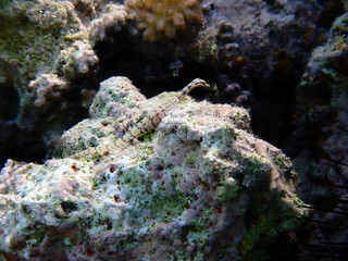 Sticker - Underwater photo of yellow-banded pipefish - (Corythoichthys flavofasciatus)