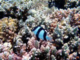 Fototapeta Do akwarium - Underwater coral reef scene with humbug damselfish - (Dascyllus aruanus)