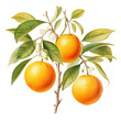 Oranges on a branch with white flowers and leaves, PNG. Generative AI	
