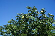 Birnenbaum vor blauem Himmel bei Sonne am Mittag im Sommer