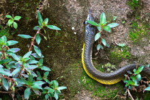 Portrait Of A Brown Vine Snake Slithering Up A Rock Wall With Plants 