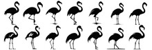 Flamingo Silhouettes Set, Large Pack Of Vector Silhouette Design, Isolated White Background