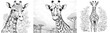 Collection of black and white giraffe illustrations for coloring book. Coloring page outline of giraffe. Activity colorless animal picture. Antistress coloring page with realistic giraffe in nature
