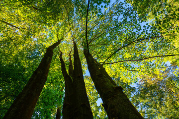 Wall Mural - Treetops of beech (fagus) trees in a  german forest in Iserlohn, Sauerland,  on a bright summer day with bright green foliage, 3 strong trunks seen from below in frog perspective with blue sky.