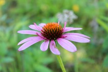 Close Up Of A Pink Coneflower 