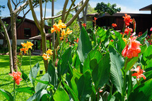 Colorful Tropical Canna Lily Flowers In Thailand