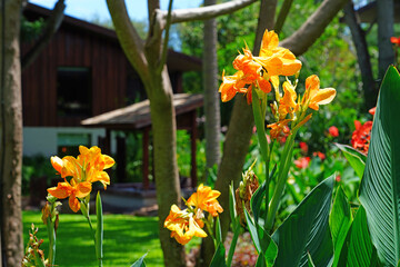 Colorful tropical Canna lily flowers in Thailand