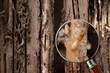 Group of the small termite destroy timber, termites eat wood and destroy buildings, magnifying glass can clearly see large termites
