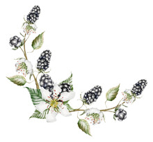 Wreath Frame Black Blackberry On A Sprig With White Flowers Watercolor