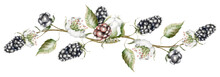 Large Juicy Blackberries On A Bush With White Delicate Flowers Border Watercolor
