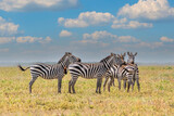 Fototapeta Konie - zebras in the serengeti