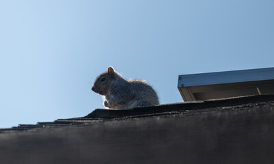 Wall Mural - squirrel on the roof
