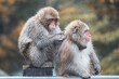  Japanese macaque