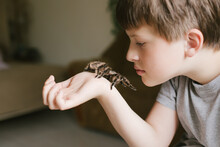 The Spider Reaches The Tentacles To The Child's Face. Breeding Tarantulas. Caring For Pets.