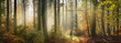 Fabulous misty autumn scenery in a forest, extra wide panorama with a man standing in a clearing and rays of soft light enhancing the magical fairytale mood
