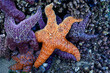 Orange Sea Star in a Tidal Pool on the Oregon Coast
