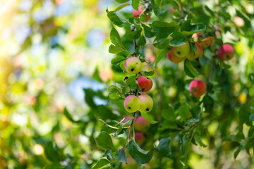 apples on a tree in the form of a background. autumn red apples on apple trees