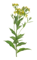 Wall Mural - Broad-leaved ragwort, Senecio sarracenicus isolated on white background, this plant is toxic and attracts many insects