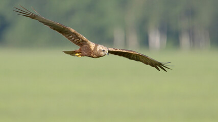  Bird of prey in flight, western marsh harrier flying