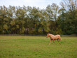 Haflinger Pferd auf der Weide