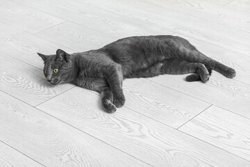 Cute British cat lying on floor