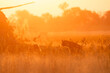 Two hyena's patrol around an open savannah in the golden back lit light of sunset.