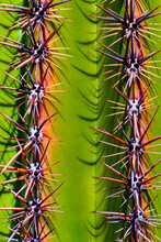 Macro Of Cactus Spikes From A Saguaro Cactus.  Image Shows Spikes Looking Like Alien Demonic Faces With Colorful Spikes